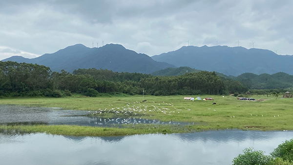 图片18：广东省台山市寻皇千岛湖生态园景区景观.jpg
