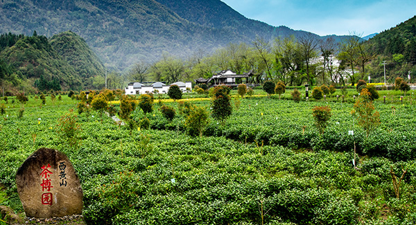 图片10：安徽石台西黄山茶叶博览园.jpg