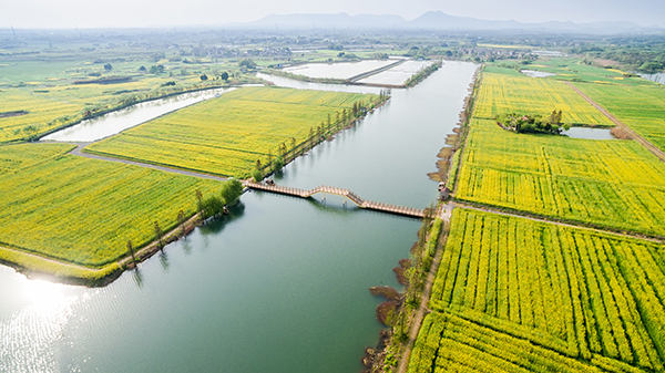 图片12：江苏省溧阳市稻梦空间原乡花海.JPG