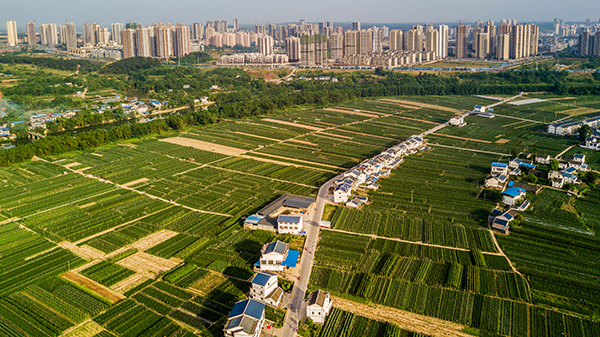 蔬菜公园一角.jpg
