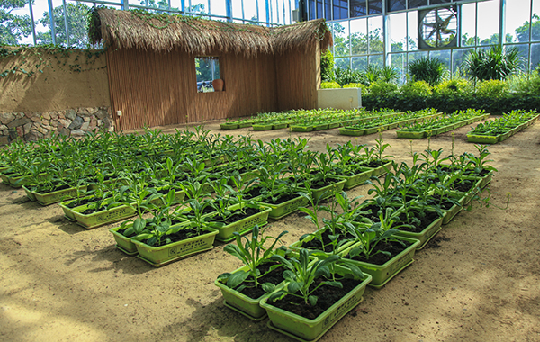 大茅村生态种植科普活动.jpg