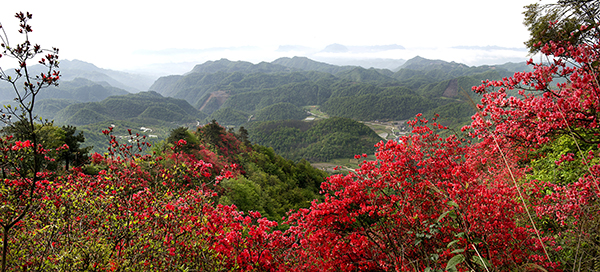 5.罗峰山映山红.jpg