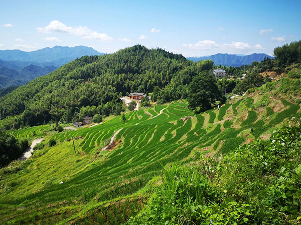 湖洋梯田春色.jpg