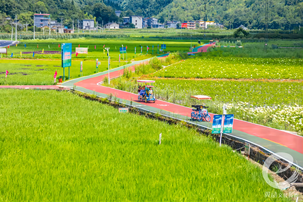 7马倌屯村特色旅游水稻观光道.png