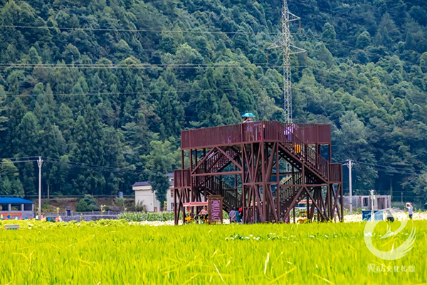 彩色水稻中央观景台.png