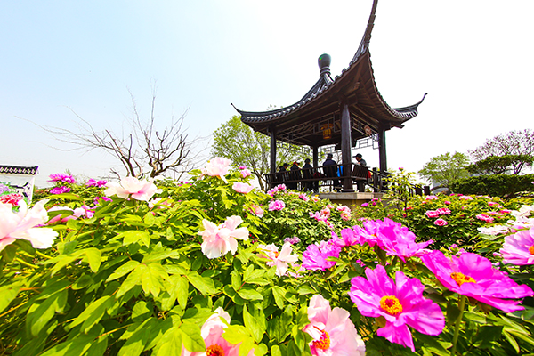 牡丹美景.jpg