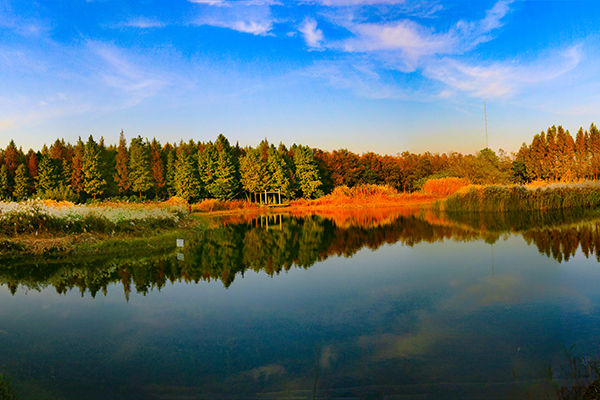涵养林秋景2.jpg