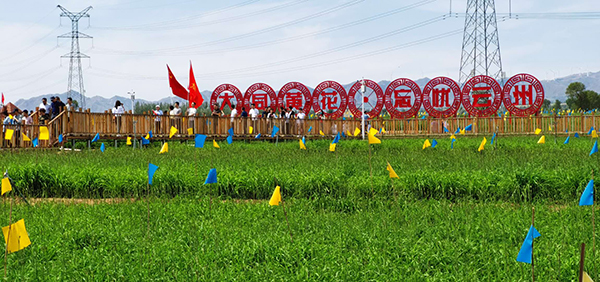唐家堡黄花公园.jpg