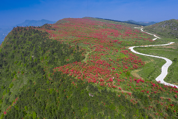 仙人街映山红花海.jpg