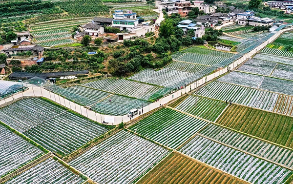 图片19.仁和区中坝镇中坝村草莓园全景.jpg