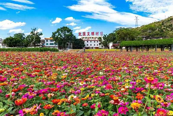 图片16.全国文明村-昔格达村花海.jpg