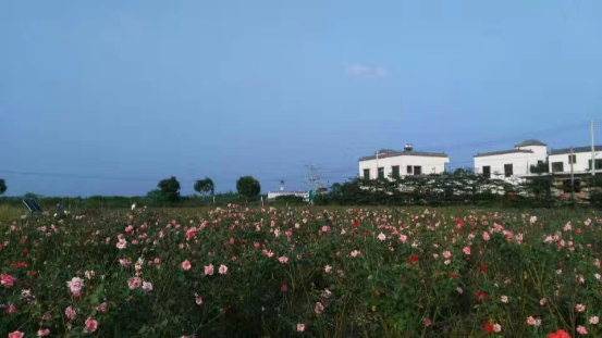 那大镇屋基村玫瑰基地.jpg