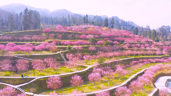 镇南梅花远景1.jpg