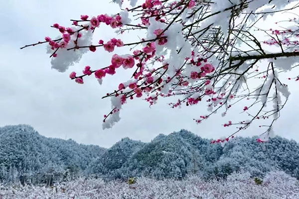 镇南梅园花海1.jpg