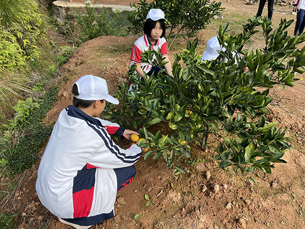 2.9黄地村千亩采摘园之脐橙.jpg