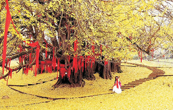 银杏祈福.jpg