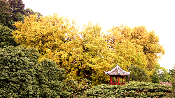 蒙顶山花鹿池黄叶.JPG