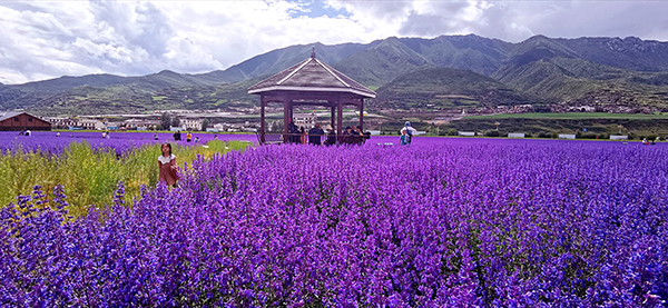 天堂香谷 (2).jpg