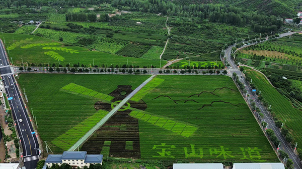 2023年五彩旱稻稻田画.jpg