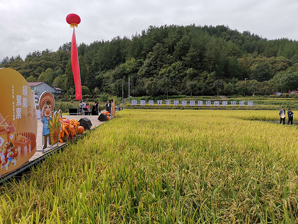 在稻花香公园举办农民丰收节.jpg