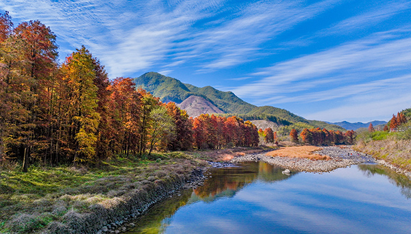 童皎村水杉林.jpg