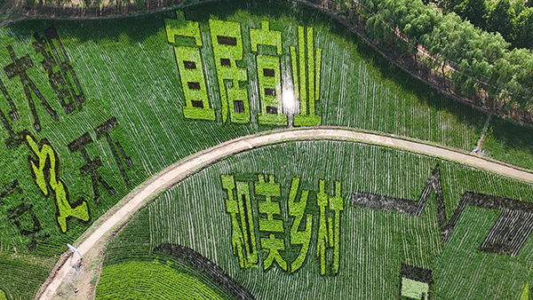 5、稻田画-和美乡村.jpg