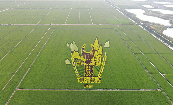 图片2_丰收之塔巨幅稻田画“大美稻香王稳庄”.png