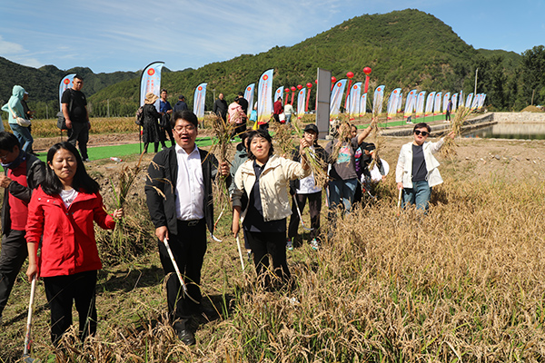3.割稻子比赛.JPG