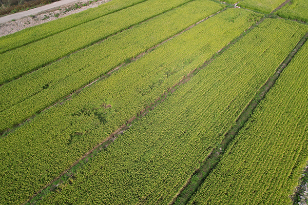 5御稻种植基地.JPG