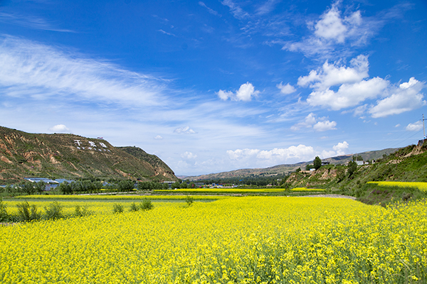 2.千紫源油菜花景色.JPG