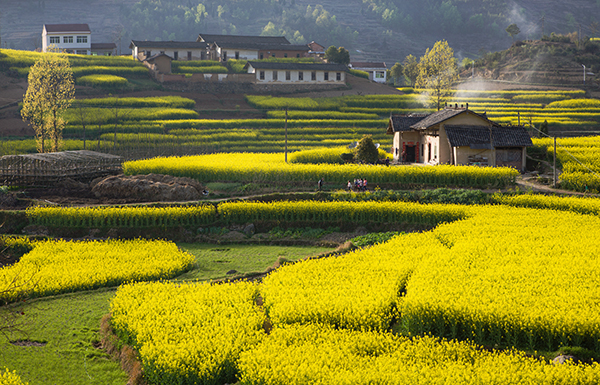 图片9：油菜花海.jpg