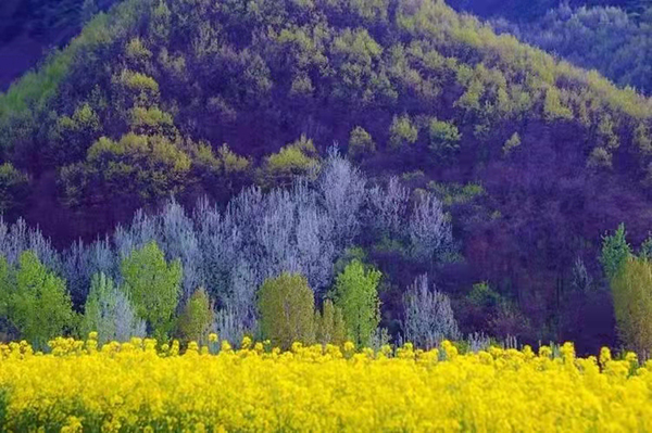 杨庄油菜花2.jpg