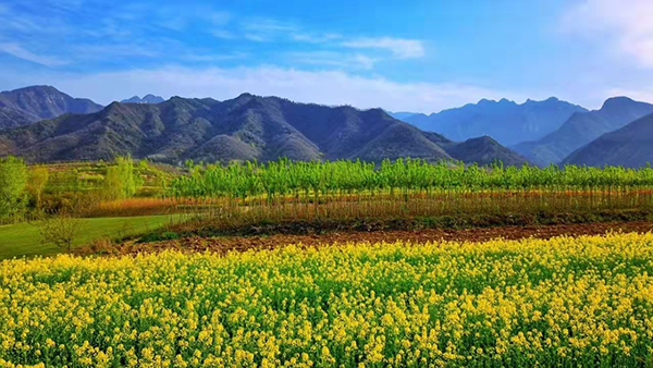 杨庄油菜花3.jpg