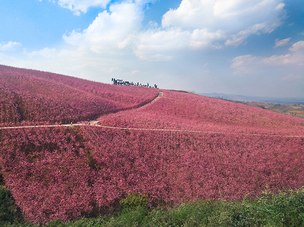 图片9：樱花谷二景.jpg