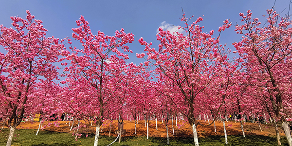 图片10：樱花谷三景.jpg