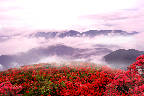 4.鸬鸟山顶千亩高山野生杜鹃.jpg