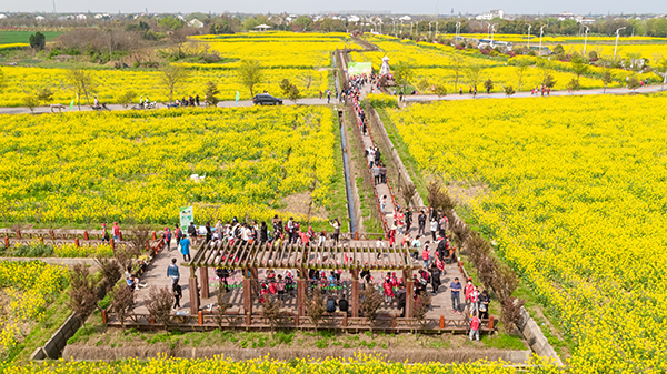 精品点4、苏州太湖现代农业示范园—油菜花节18.jpg