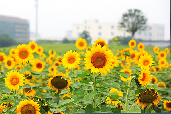 2.江阴满庭芳向阳花.jpg