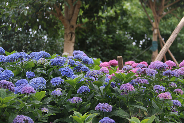3.江阴满庭芳绣球花.jpg