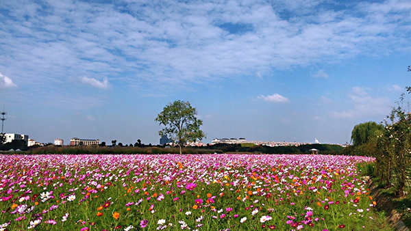 7.江阴满庭芳花田.jpg