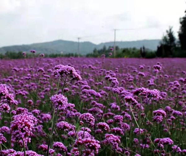 飞岭6花海打卡处.jpg