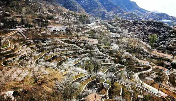 图片6：门头沟区雁翅镇苇子水村梯田花海.jpg