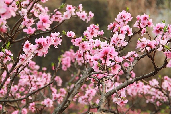 26.重庆市合川区太和桃花山-繁花似锦.JPG