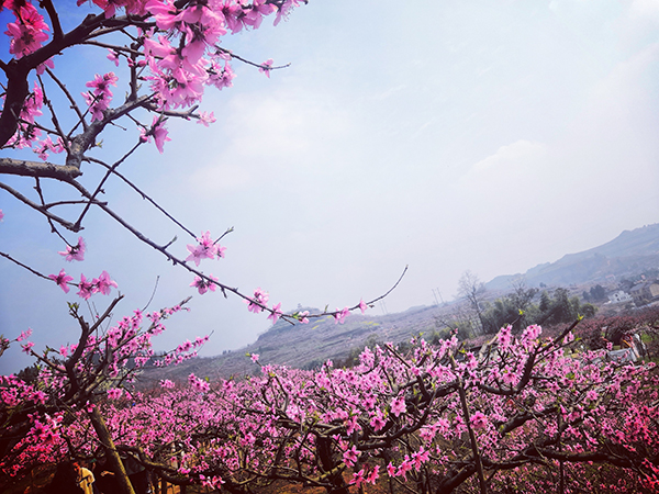 27.重庆市合川区太和桃花山-漫山桃花.jpg