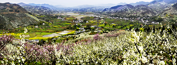 1.重庆市合川区双凤镇保合生态观光园-李花谷全景.jpg