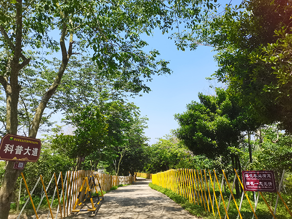 12.博白县佳永金花茶生态园科普大道.jpg
