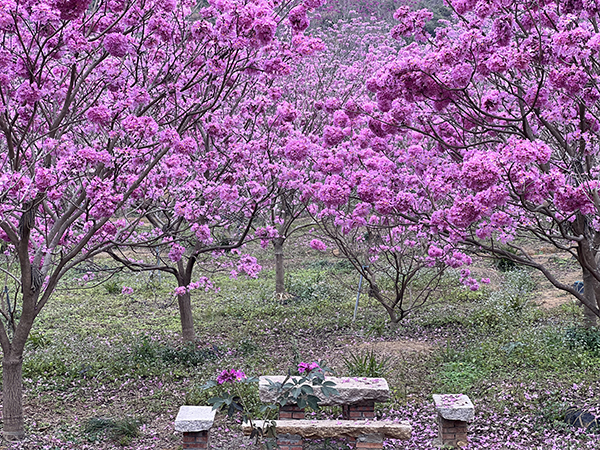 21、石涧紫花风铃.jpg