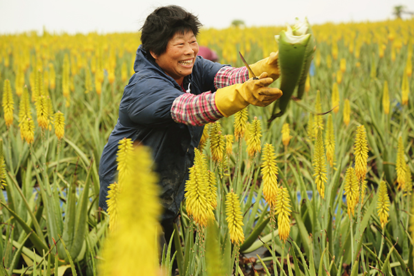 7、芦荟花海.jpg