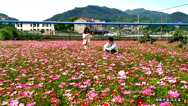 图片17：湖南省浦市镇马王溪村四季花海.png