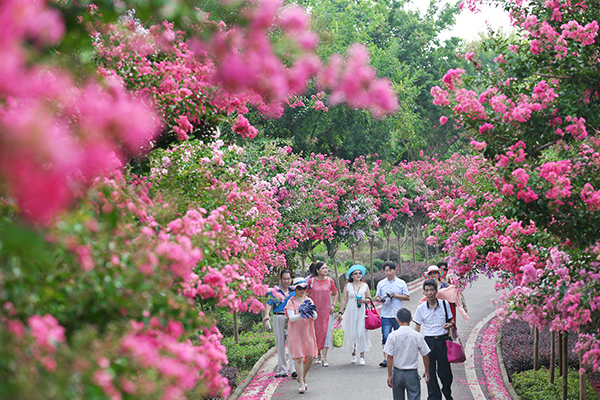 【畅游紫薇花海】9日，武汉紫薇都市田园，游人在紫薇花海中畅游....jpg